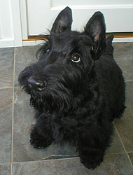 Begbie Scottish Terrier