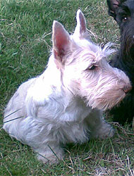 Begbie Scottish Terrier